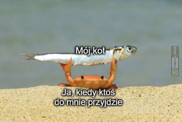 Śmieszny mem: 0038068 - MemLand