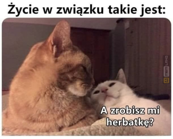 Śmieszny mem: 0113805 - MemLand