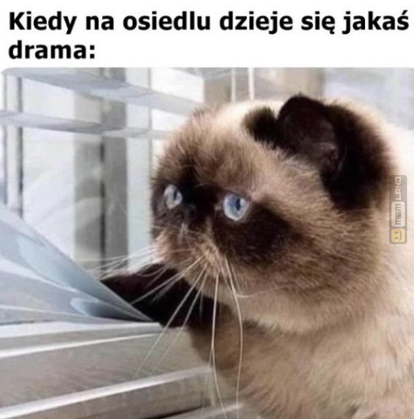 Śmieszny mem: 0184382 - MemLand
