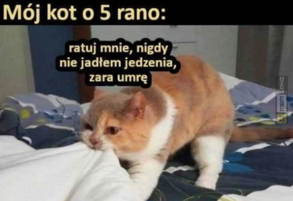 Śmieszny mem: 0275834 - MemLand