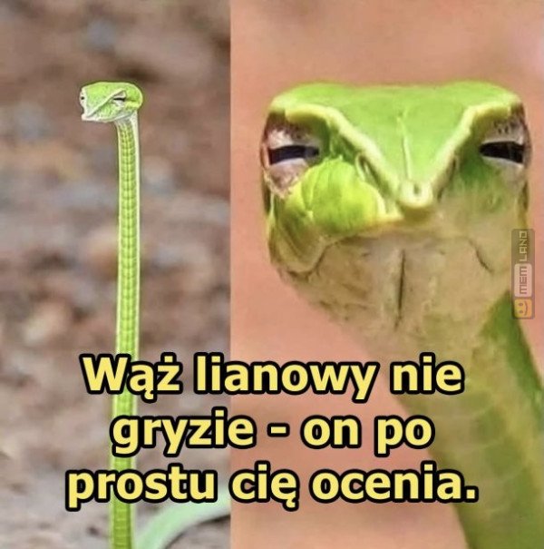 Śmieszny mem: 0309327 - MemLand