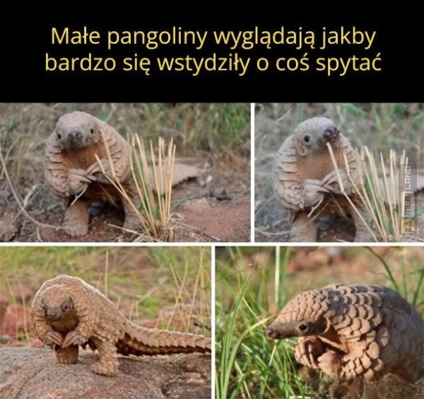 Śmieszny mem: 0438537 - MemLand