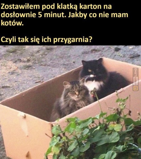 Śmieszny mem: 0447979 - MemLand