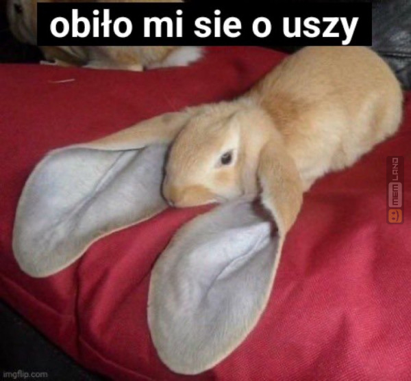 Śmieszny mem: 0610978 - MemLand