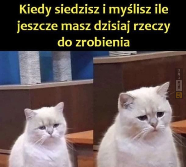 Śmieszny mem: 0671049 - MemLand