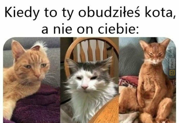 Śmieszny mem: 0736045 - MemLand