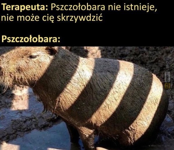 Śmieszny mem: 0800153 - MemLand