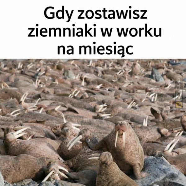 Śmieszny mem: 0847627 - MemLand