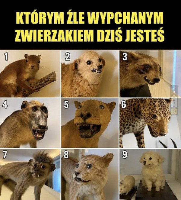 Śmieszny mem: 0861910 - MemLand