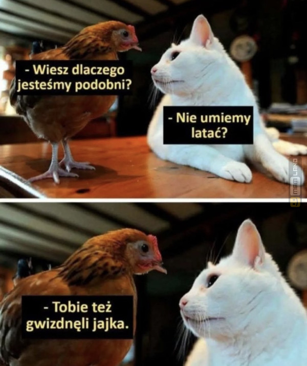 Śmieszny mem: 0880807 - MemLand