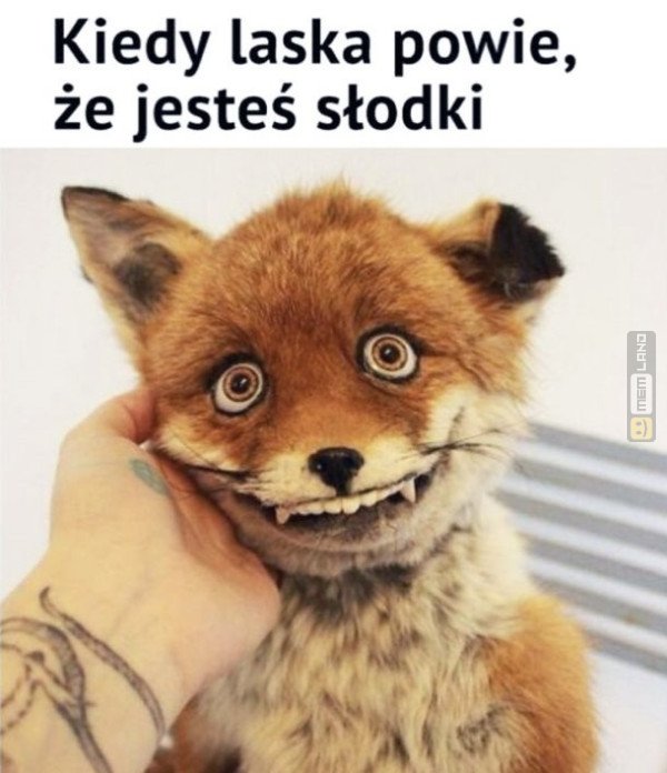 Śmieszny mem: 0928442 - MemLand