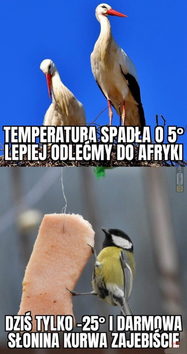 Śmieszny mem: 1038218 - MemLand