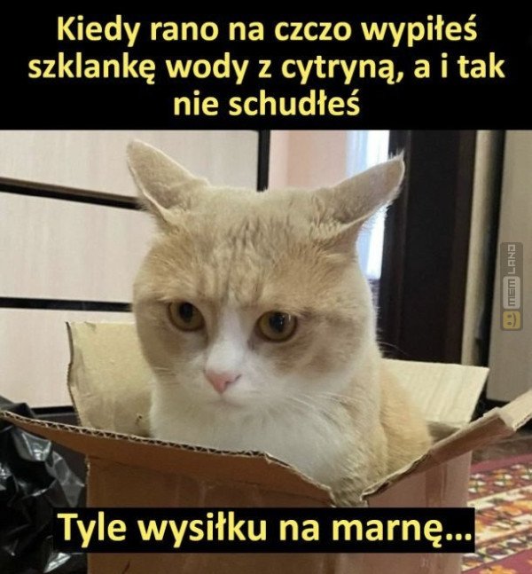 Śmieszny mem: 1086270 - MemLand