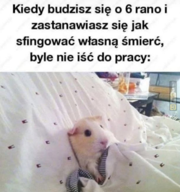 Śmieszny mem: 1119883 - MemLand