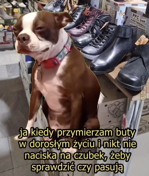 Śmieszny mem: 1124953 - MemLand