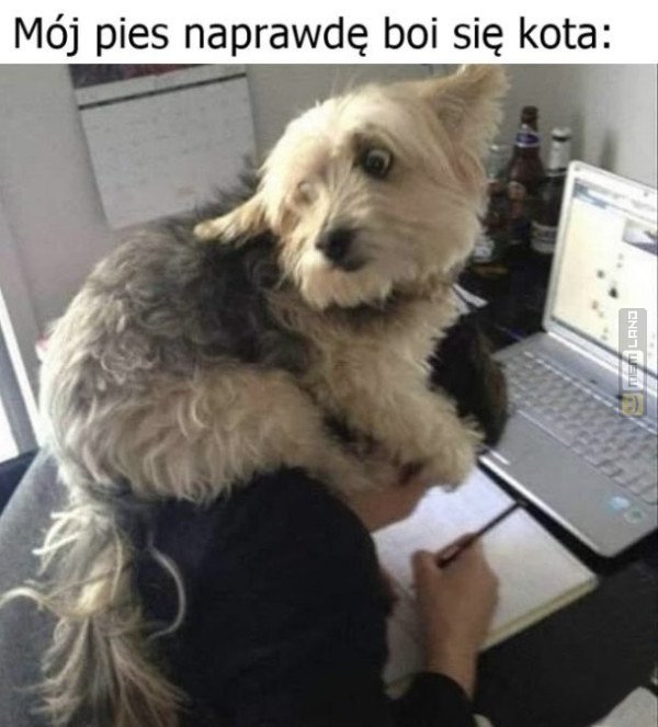 Śmieszny mem: 1187400 - MemLand