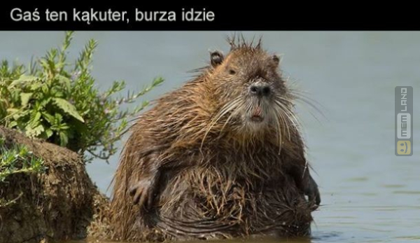 Śmieszny mem: 1213726 - MemLand