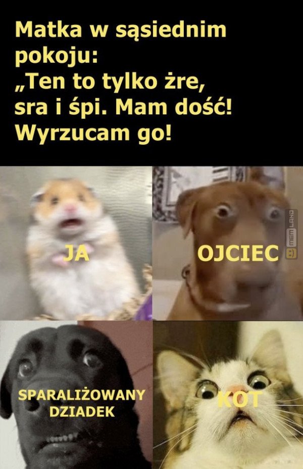 Śmieszny mem: 1219980 - MemLand