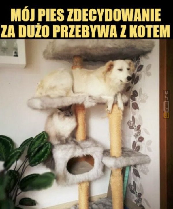 Śmieszny mem: 1223407 - MemLand