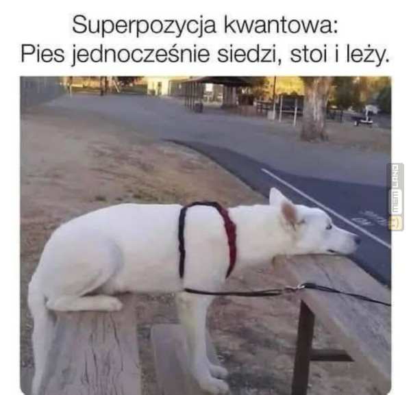 Śmieszny mem: 1237130 - MemLand