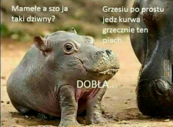 Śmieszny mem: 1260843 - MemLand
