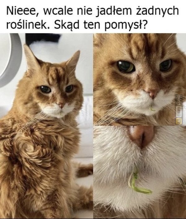 Śmieszny mem: 1264905 - MemLand