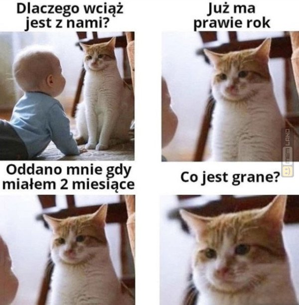 Śmieszny mem: 1304350 - MemLand