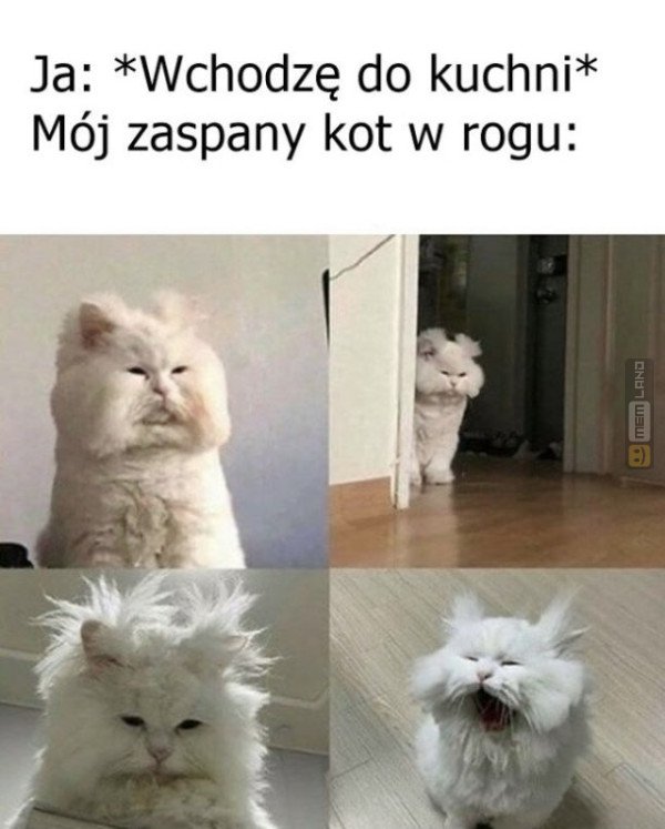 Śmieszny mem: 1306501 - MemLand