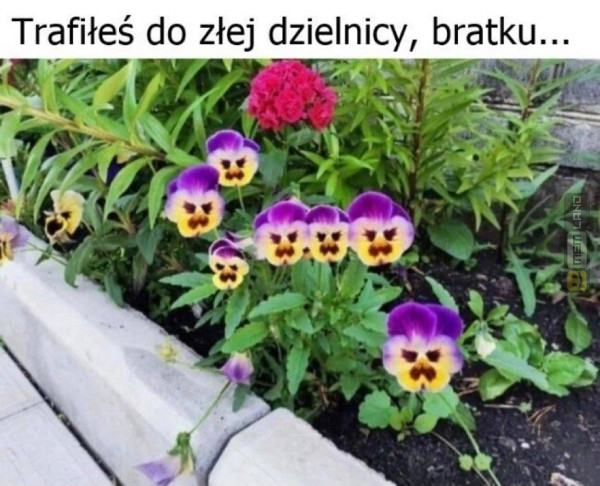 Śmieszny mem: 1380550 - MemLand