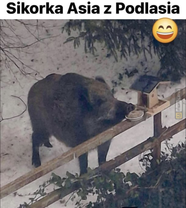 Śmieszny mem: 1397226 - MemLand