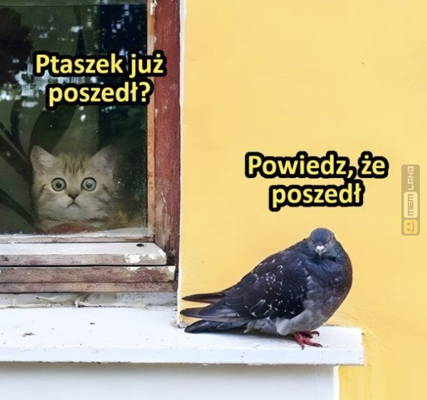 Śmieszny mem: 1403633 - MemLand