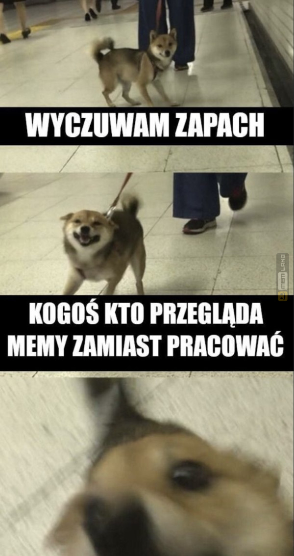 Śmieszny mem: 1427350 - MemLand