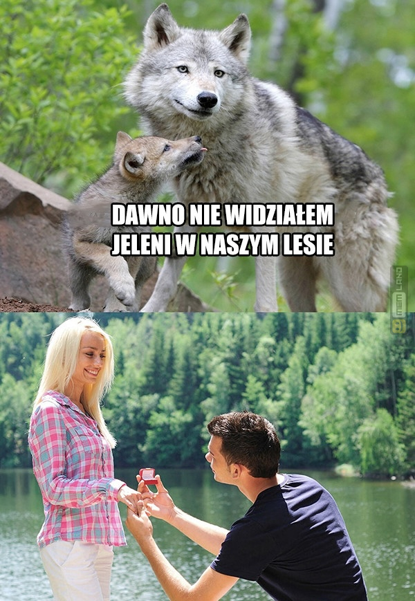 Śmieszny mem: 1430743 - MemLand