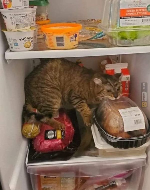 Śmieszny mem: 1443474 - MemLand