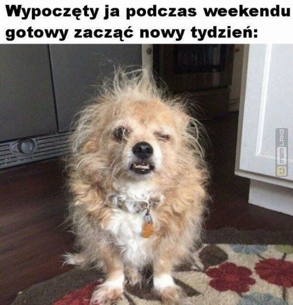 Śmieszny mem: 1545176 - MemLand