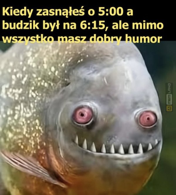 Śmieszny mem: 1553907 - MemLand