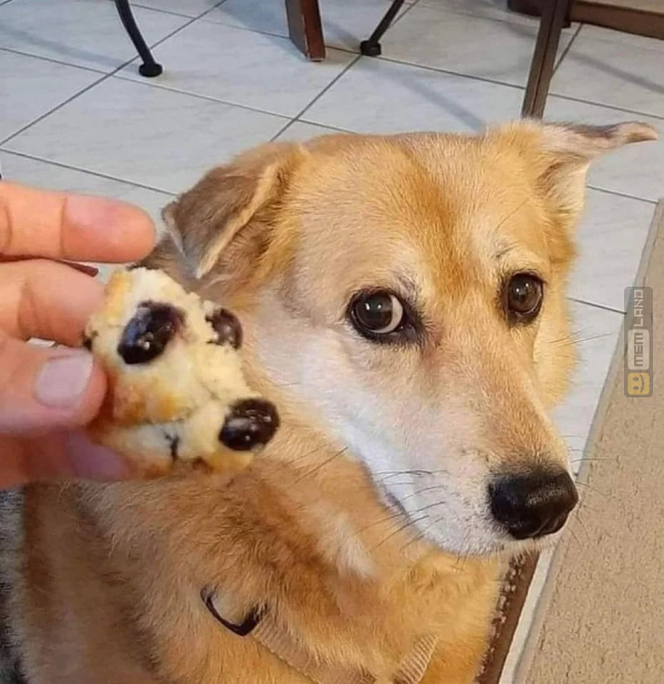 Śmieszny mem: 1573011 - MemLand