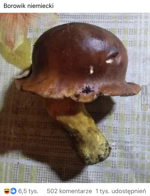 Śmieszny mem: 1598465 - MemLand