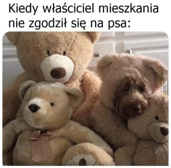 Śmieszny mem: 1660609 - MemLand