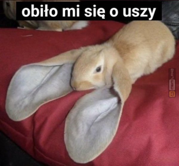Śmieszny mem: 1730328 - MemLand