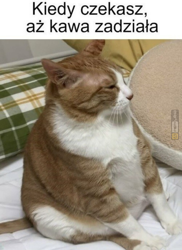 Śmieszny mem: 1766094 - MemLand