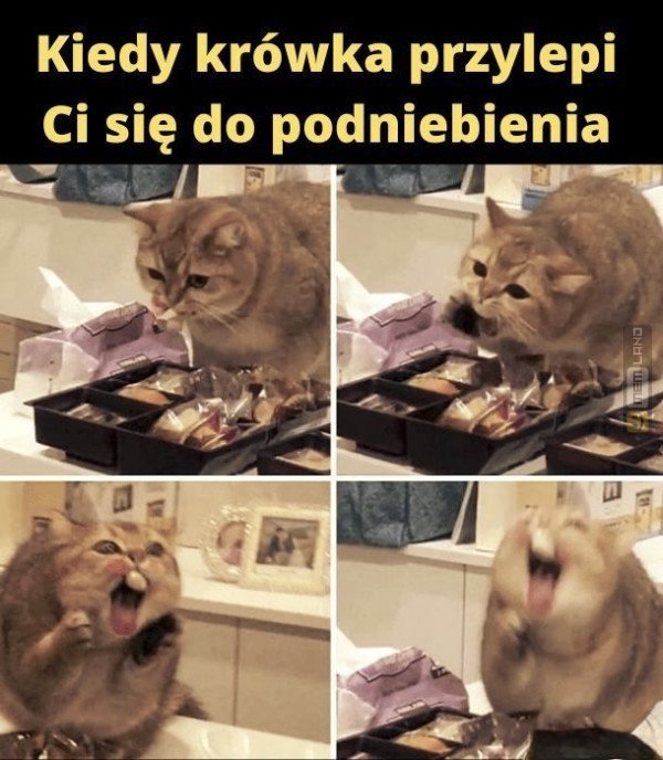 Śmieszny mem: 1790558 - MemLand