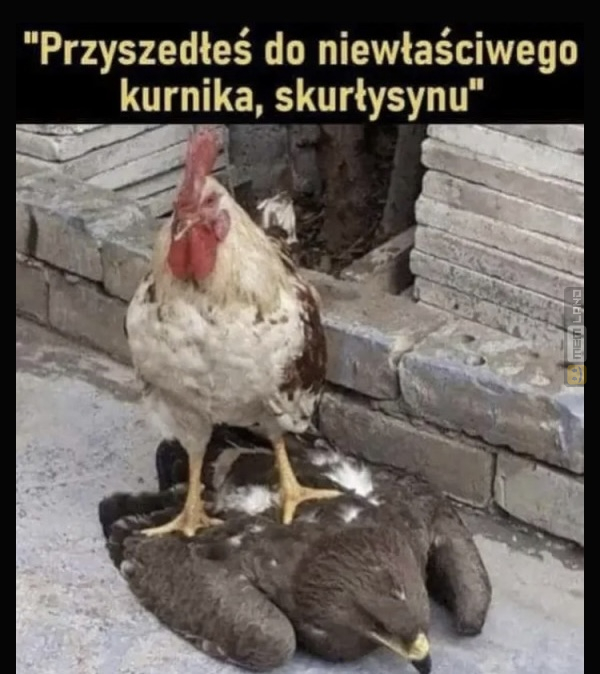 Śmieszny mem: 1800804 - MemLand