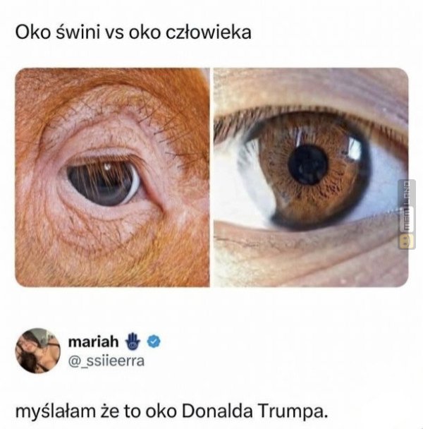 Śmieszny mem: 1806455 - MemLand