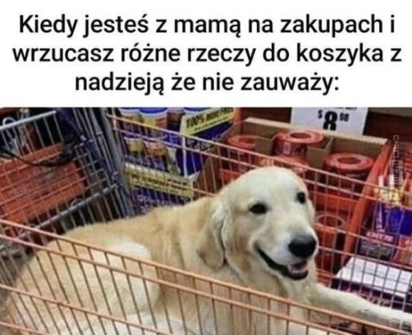 Śmieszny mem: 1811099 - MemLand