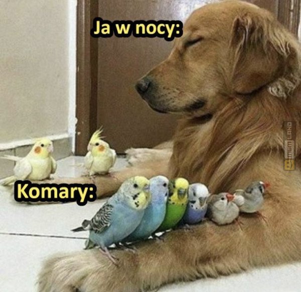 Śmieszny mem: 1828909 - MemLand