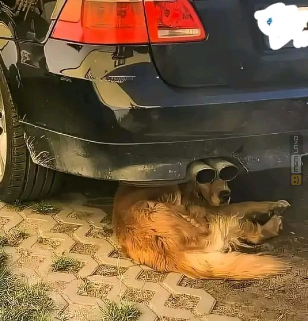 Śmieszny mem: 1856123 - MemLand