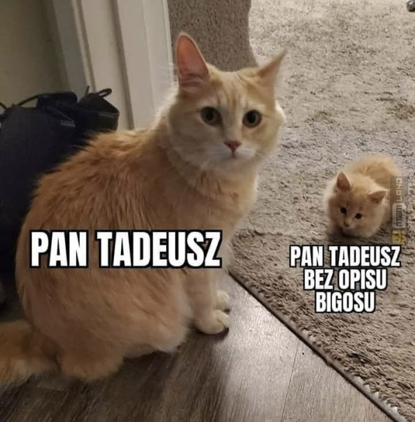 Śmieszny mem: 1896166 - MemLand