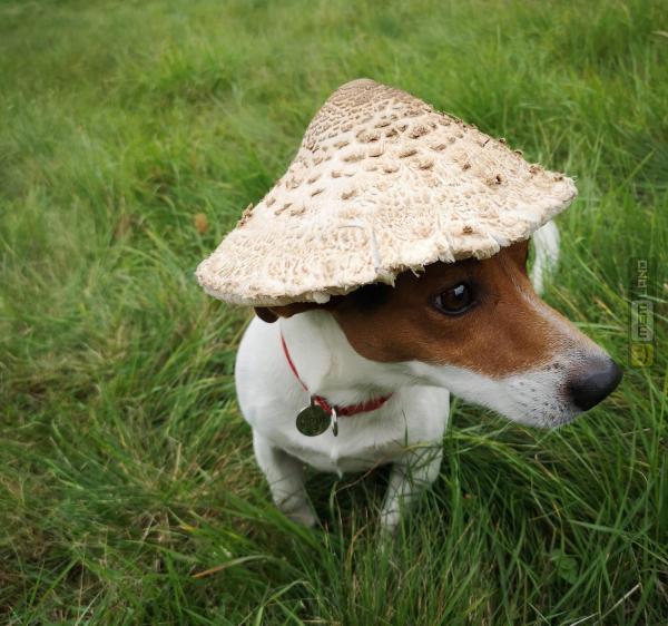 Śmieszny mem: 1916086 - MemLand