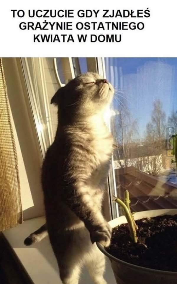 Śmieszny mem: 1922149 - MemLand